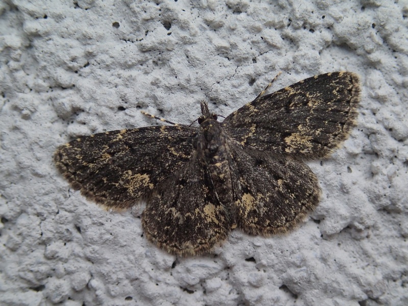 Geometridae  da Id. - No, Erebidae, Parascotia fuliginaria